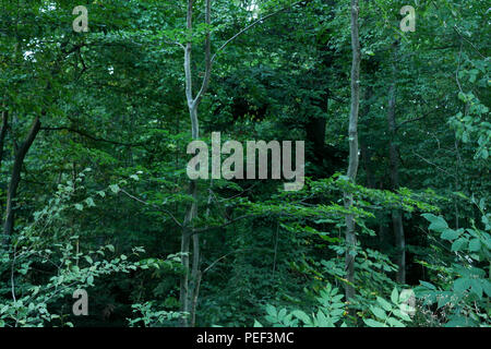 Germany Stuttgart city jungle on the hills and mountains Lush Tropical ...
