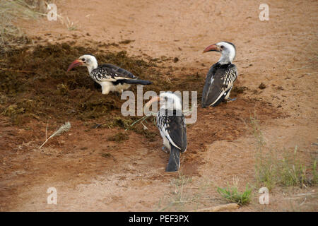 Red-billed hornbills searching for food in elephant dung, Samburu Game Reserve, Kenya Stock Photo