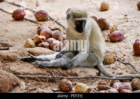 Black-faced vervet monkey sitting on ground amid fruit fallen from doum palm tree, Samburu Game Reserve, Kenya Stock Photo