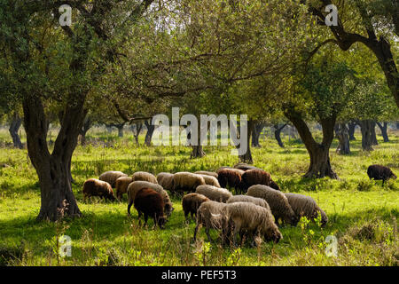 Flock of sheep in olive grove, Borsh, Albanian Riviera, Qark Vlora, Albania Stock Photo