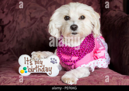 Small dog celebrating birthday Stock Photo