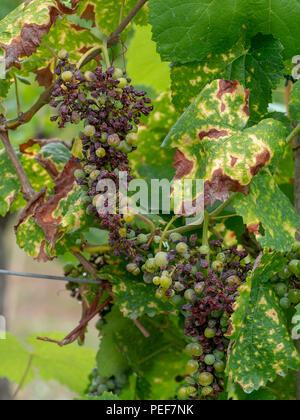 Grape pathology, Black Rot on grapevine and fruit caused by an ascomycetous fungus, Guignardia bidwelli. Stock Photo