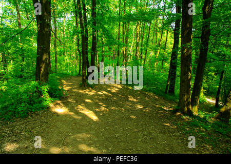 An empty gravel path in a dense green forest surrounded by tall trees against the background of the sun passing through them. Stock Photo