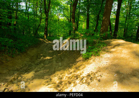 An empty gravel path in a dense green forest surrounded by tall trees against the background of the sun passing through them. Stock Photo