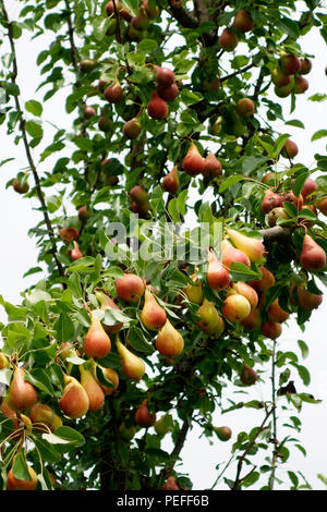 Pears ready for harvest on a tree branch Communis or Bella di giugno or Mirandino Red or June Beauty Stock Photo