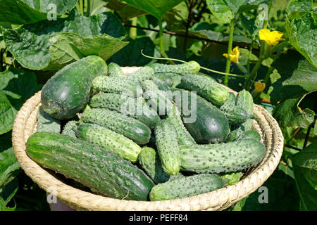 Freshly harvested cucumbers (Cucumis sativus) in a wicker basket with foliage in background. Stock Photo