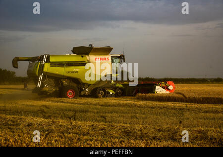 green and white combine harvester works a field of corn / barley or wheat Stock Photo