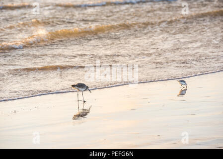 Shore birds on a beach in Texas gulf coast Stock Photo