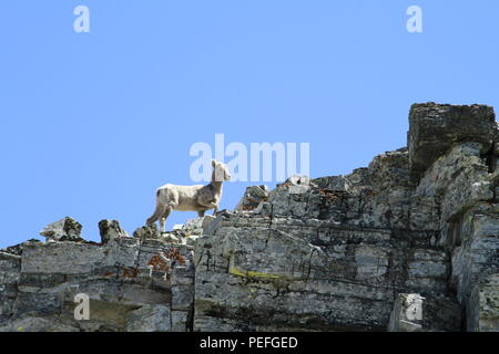 Big horn sheep in the Glacier High Country, Triple Divide Pass, Glacier National Park, Montana, USA Stock Photo