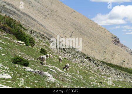 Big horn sheep in the Glacier High Country, Triple Divide Pass, Glacier National Park, Montana, USA Stock Photo