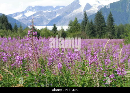 Mendenhall Glacier viewpoint with fireweed in bloom, Juneau, Alaska Stock Photo