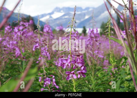 Mendenhall Glacier viewpoint with fireweed in bloom, Juneau, Alaska Stock Photo