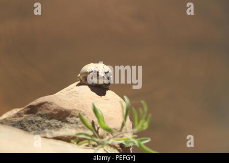 Canyon Toad in the depths of Dark Canyon, Bears Ears National Monument, Utah, USA Stock Photo