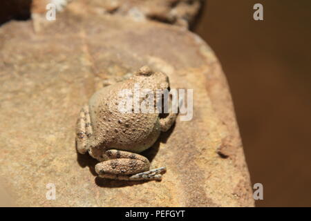 Canyon Toad in the depths of Dark Canyon, Bears Ears National Monument, Utah, USA Stock Photo