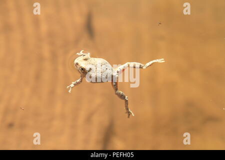 Canyon Toad in the depths of Dark Canyon, Bears Ears National Monument, Utah, USA Stock Photo