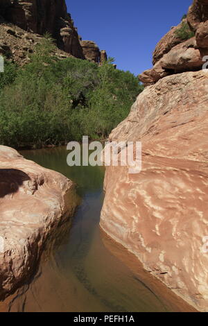 Pools of water in the bottom of Dark Canyon, Bears Ears National Monument, Utah, USA Stock Photo