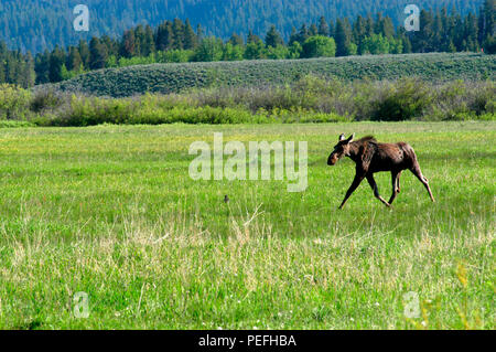 Moose runs across field in Wyoming Stock Photo