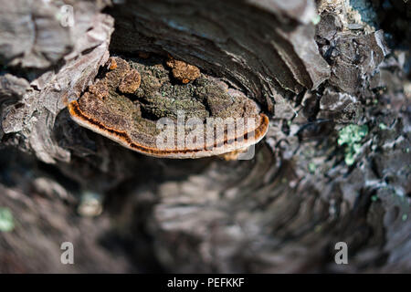 Closeup of Stem Decay Fungus (Fomitopsis pinicola) or red belt conk on a pine tree bark with spider web and green moss around Stock Photo