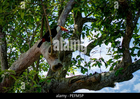 Photo taken in Foz de Iguazu, Argentina Brazil, August 2017: Exotic toucan bird in natural setting near Iguazu Falls in Foz do Iguacu, Brazil Stock Photo