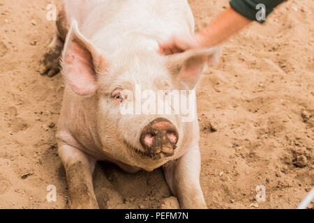 Close up head shot of gentle sweet smiling single dirty young domestic pink happy pig with muddy face, big ears, well cared for and healthy