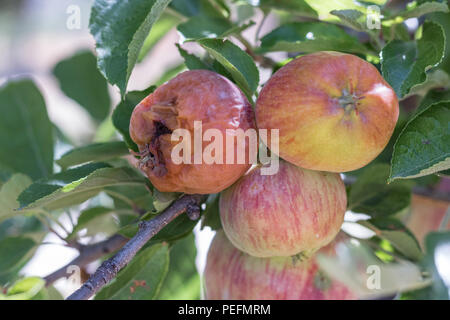 One rotton apple and two fresh ripe natural red heirloom, organic apples close up on branches in a tree, harvest pest problems, one bad apple Stock Photo