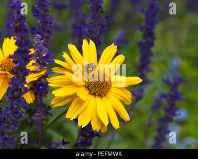 Honey bee drinking nectar from a bright yellow flower with blurred lavenders in the background. Stock Photo