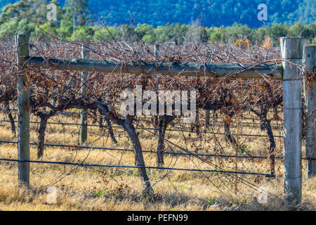 Dormant grapevines in vineyard beneath blue sky Stock Photo