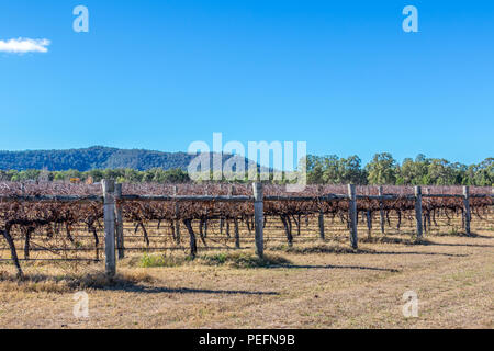 Dormant grapevines in vineyard beneath blue sky Stock Photo