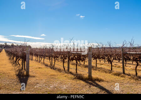 Dormant grapevines in vineyard beneath blue sky Stock Photo