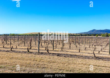 Dormant grapevines in vineyard beneath blue sky Stock Photo