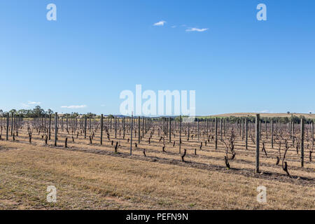 Dormant grapevines in vineyard beneath blue sky Stock Photo