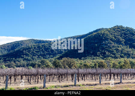 Dormant grapevines in vineyard beneath blue sky Stock Photo