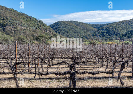 Dormant grapevines in vineyard beneath blue sky Stock Photo