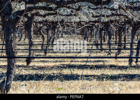 Dormant grapevines in vineyard beneath blue sky Stock Photo