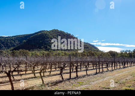 Dormant grapevines in vineyard beneath blue sky Stock Photo