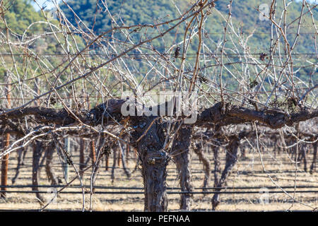 Dormant grapevines in vineyard beneath blue sky Stock Photo