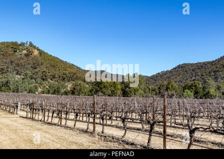 Dormant grapevines in vineyard beneath blue sky Stock Photo