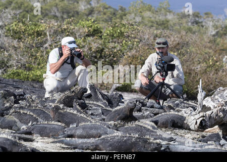 The endemic Galápagos marine iguana, Amblyrhynchus cristatus, with photographers on Fernandina Island, Galápagos. Stock Photo