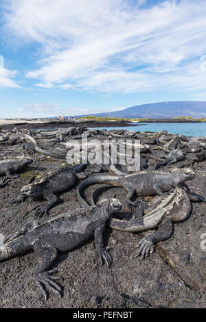 The endemic GalÃ¡pagos marine iguana, Amblyrhynchus cristatus, basking on Fernandina Island, GalÃ¡pagos. Stock Photo