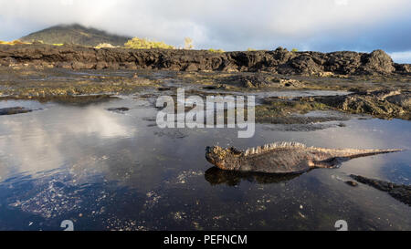 The endemic Galápagos marine iguana, Amblyrhynchus cristatus, in tide pool on Santiago Island, Galápagos, Ecuador. Stock Photo