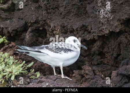 Swallow-tailed gull, Creagrus furcatus, chick on Genovesa Island, Galápagos, Ecuador. Stock Photo