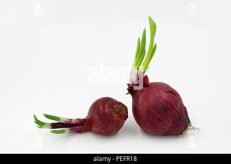 two red onion isolated on white background Stock Photo
