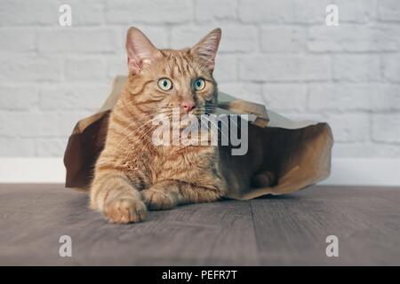 Cute ginger cat lying in a paper bag and looking sideways. Stock Photo