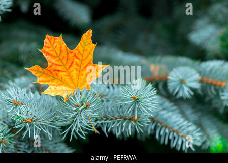 Yellow maple leaf in the branches of blue spruce close-up Stock Photo