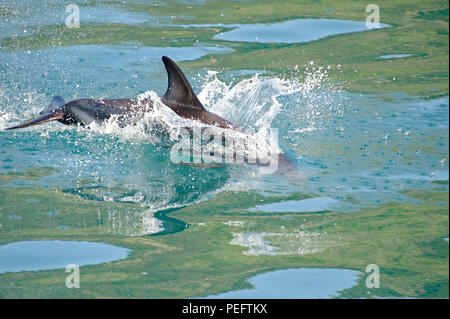 Dusky Dolphin playing, Kaikoura Coast, South Island, New Zealand Stock Photo