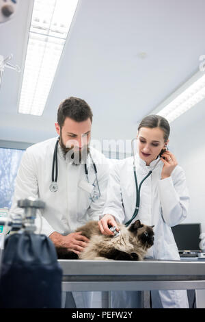 Two young veterinarian doctors examining a cat  Stock Photo
