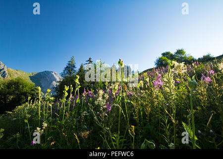 Le Chinaillon, Le Grand Bornand sun kissed Flaura in Aravis mountains Stock Photo