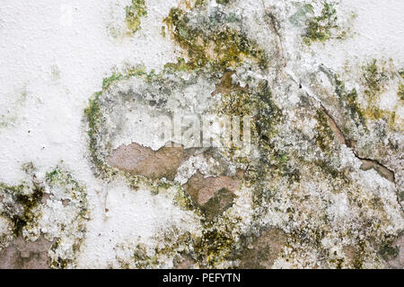 Mold and moisture buildup on white concrete wall of a house Stock Photo