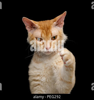 Portrait of Playful Haired Ginger Sphynx Cat play with paw on Isolated Black background Stock Photo