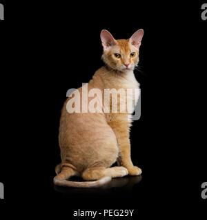 Cute Haired Ginger Sphynx Cat Sitting Looking with interest on Isolated Black background, back view Stock Photo